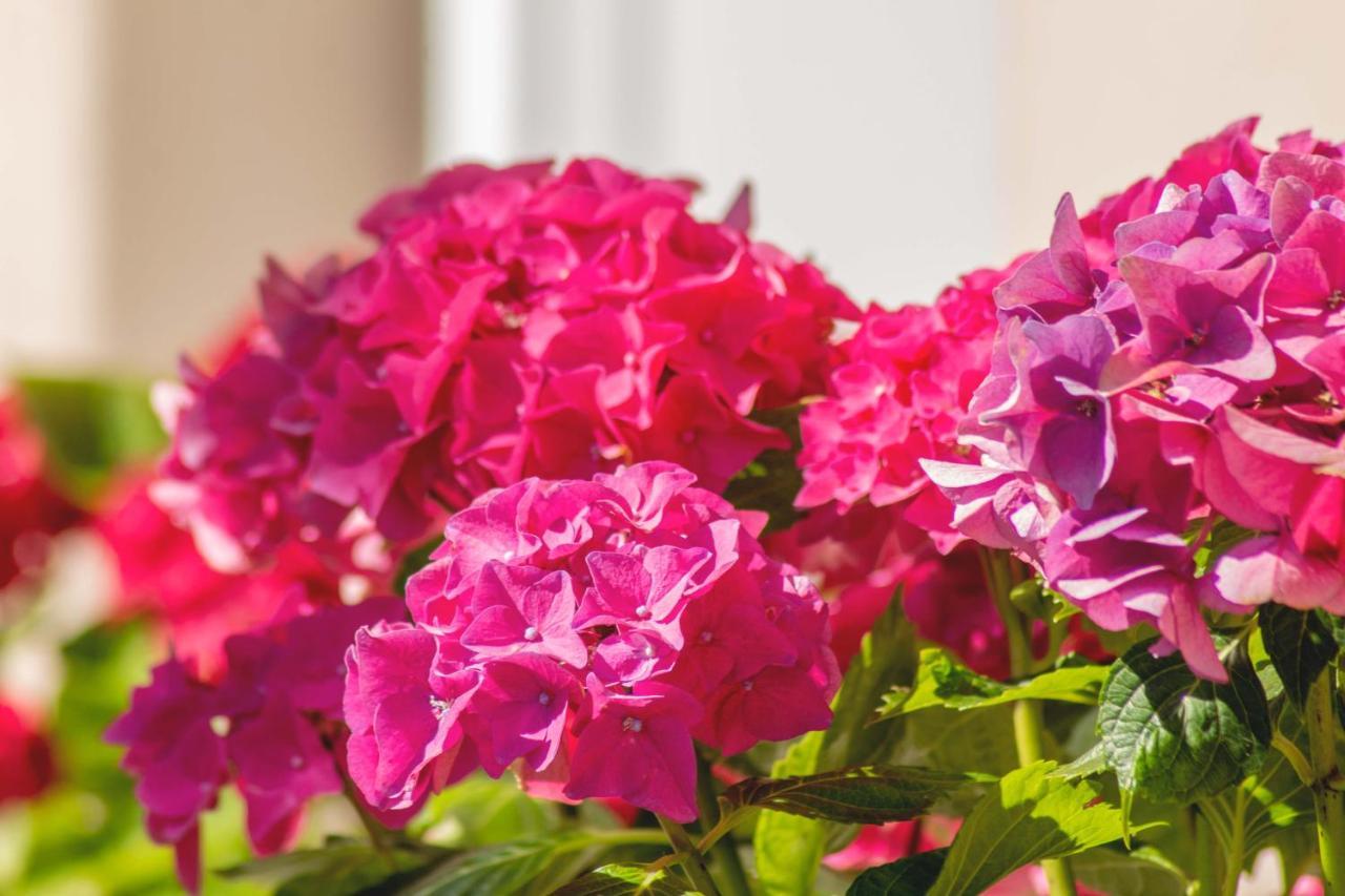 Hortensia 布耶 外观 照片