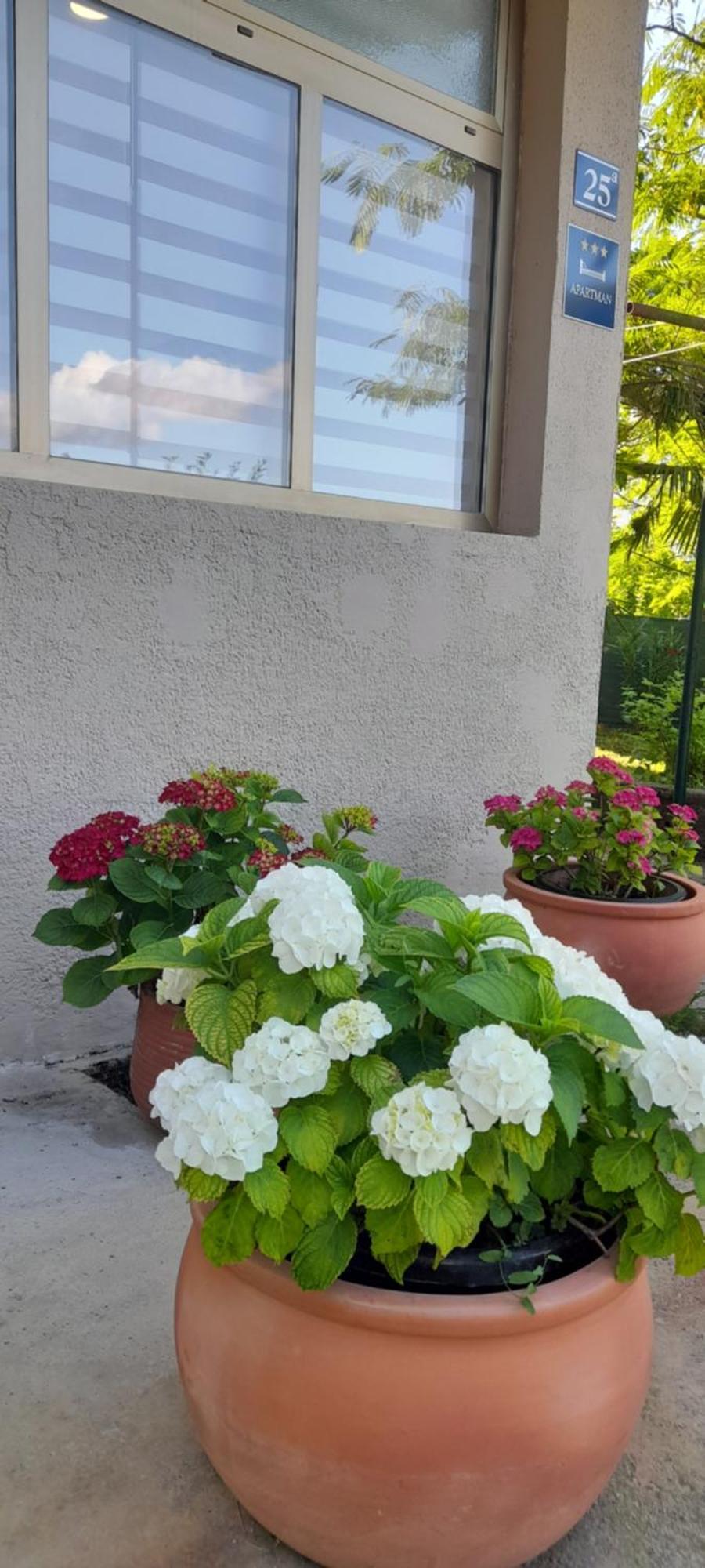 Hortensia 布耶 外观 照片